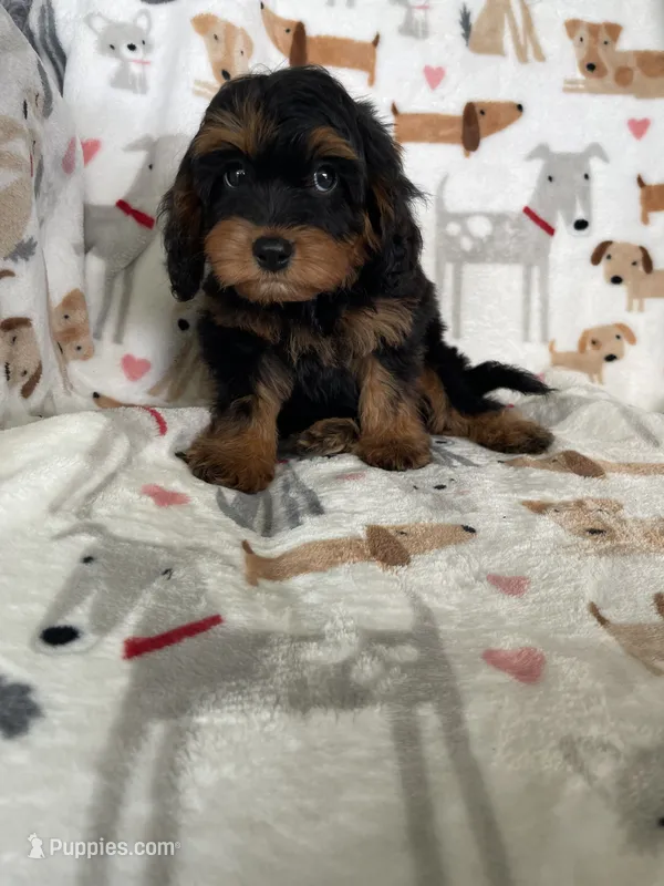 Toffee – Cavapoo puppy for sale in Fort Myers, FL