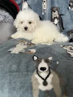 Cotton, a male Maltese for sale in Fort Myers, FL – 7 of 8