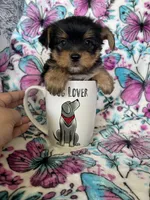 Chewy , a male Yorkshire Terrier for sale in Fort Myers, FL – 8 of 9