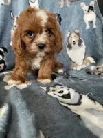 Paprika, a male Cavapoo for sale in Fort Myers, FL – 1 of 5