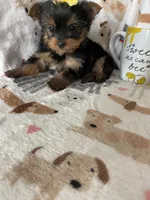 Teacup Penny, a female Yorkshire Terrier for sale in Fort Myers, FL – Photo 8 of 9