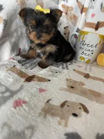 Teacup Penny, a female Yorkshire Terrier for sale in Fort Myers, FL – Photo 1 of 9