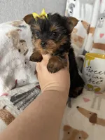 Teacup Penny, a female Yorkshire Terrier for sale in Fort Myers, FL – Photo 6 of 9