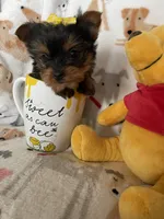Teacup Penny, a female Yorkshire Terrier for sale in Fort Myers, FL – Photo 9 of 9