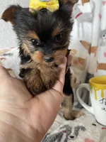 Teacup Penny, a female Yorkshire Terrier for sale in Fort Myers, FL – Photo 3 of 9