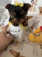 Teacup Penny, a female Yorkshire Terrier for sale in Fort Myers, FL – Photo 2 of 9