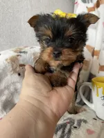Teacup Penny, a female Yorkshire Terrier for sale in Fort Myers, FL – Photo 4 of 9