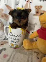 Teacup Penny, a female Yorkshire Terrier for sale in Fort Myers, FL – Photo 7 of 9