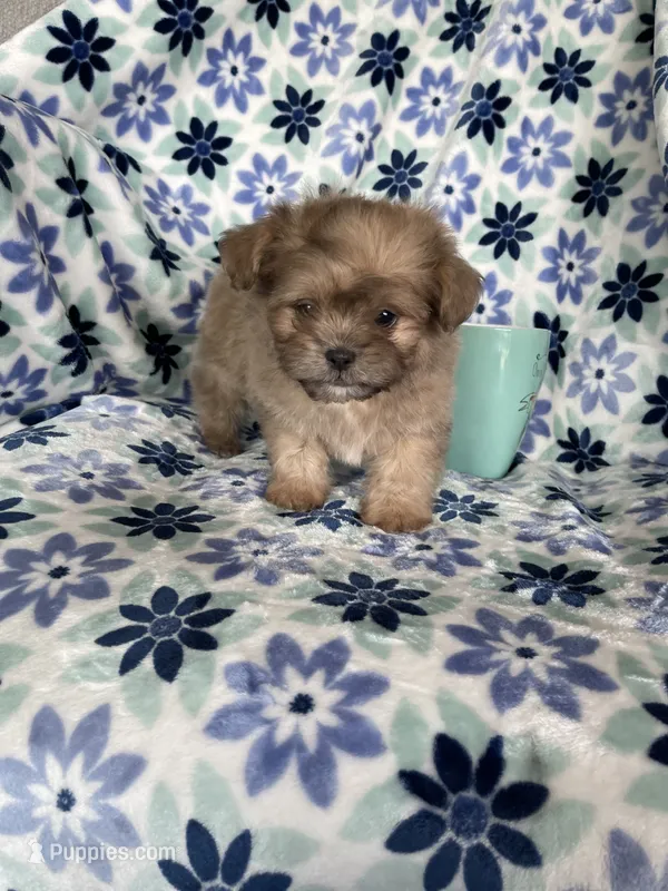 Gizmo – Shihpoo puppy for sale in Fort Myers, FL