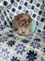 Gizmo, a male Shihpoo for sale in Fort Myers, FL – 6 of 9