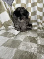 Biscuit , a male Poodle - Toy  for sale in Fort Myers, FL – 7 of 7