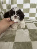 Chewy, a male Shih Tzu for sale in Fort Myers, FL – Photo 5 of 5