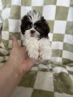 Chewy, a male Shih Tzu for sale in Fort Myers, FL – Photo 3 of 5