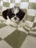 Chewy, a male Shih Tzu for sale in Fort Myers, FL – Photo 4 of 5