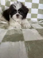 Chewy, a male Shih Tzu for sale in Fort Myers, FL – Photo 1 of 5