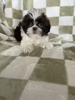 Chewy, a male Shih Tzu for sale in Fort Myers, FL – Photo 2 of 5