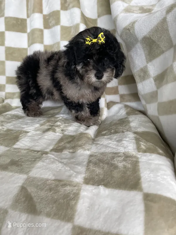 Mocha  – Poodle - Toy  puppy for sale in Fort Myers, FL