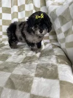 Mocha , a female Poodle - Toy  for sale in Fort Myers, FL – 1 of 7