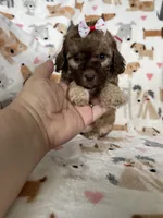 Penny, a female Cavapoo for sale in Fort Myers, FL – 3 of 7