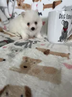 Sunny, a male Pomeranian for sale in Fort Myers, FL – 4 of 7