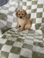 Phoebe , a male Miniature Goldendoodle for sale in Fort Myers, FL – 6 of 7