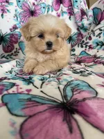 Louie , a male Shih Tzu for sale in Fort Myers, FL – 4 of 7