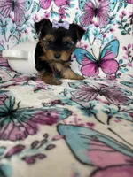 Dottie, a female Yorkshire Terrier for sale in Fort Myers, FL – 8 of 9