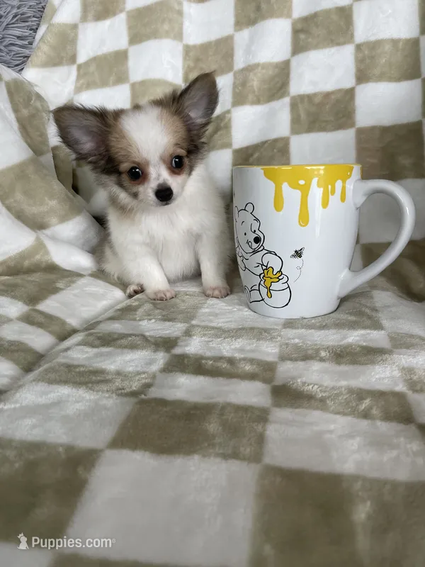 Scotty  – Chihuahua puppy for sale in Fort Myers, FL