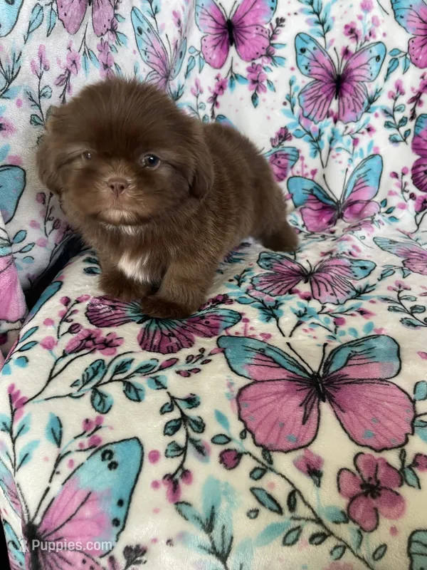 Dewey – Shih Tzu puppy for sale in Fort Myers, FL