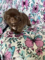 Dewey, a male Shih Tzu for sale in Fort Myers, FL – 1 of 8