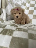 Maple , a female Poodle - Toy  for sale in Fort Myers, FL – 5 of 7