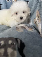 Cotton, a male Maltese for sale in Fort Myers, FL – 3 of 8