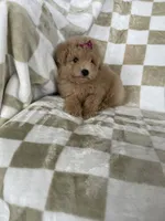 Maple , a female Poodle - Toy  for sale in Fort Myers, FL – 6 of 7