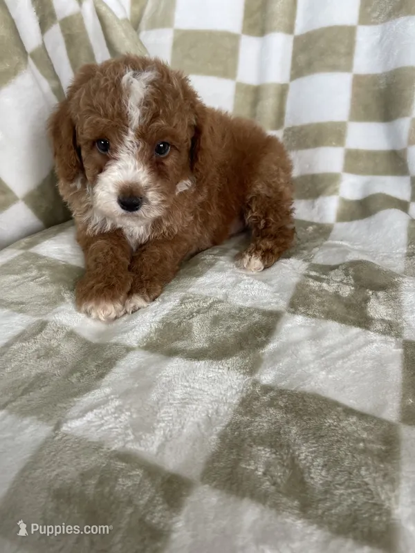 Cinnamon , a male Poodle - Toy  for sale in Fort Myers, FL – 1 of 7