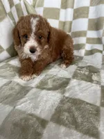 Cinnamon , a male Poodle - Toy  for sale in Fort Myers, FL – 1 of 7