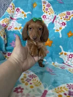 Dotty, a female Miniature Dachshund for sale in Fort Myers, FL – 2 of 7