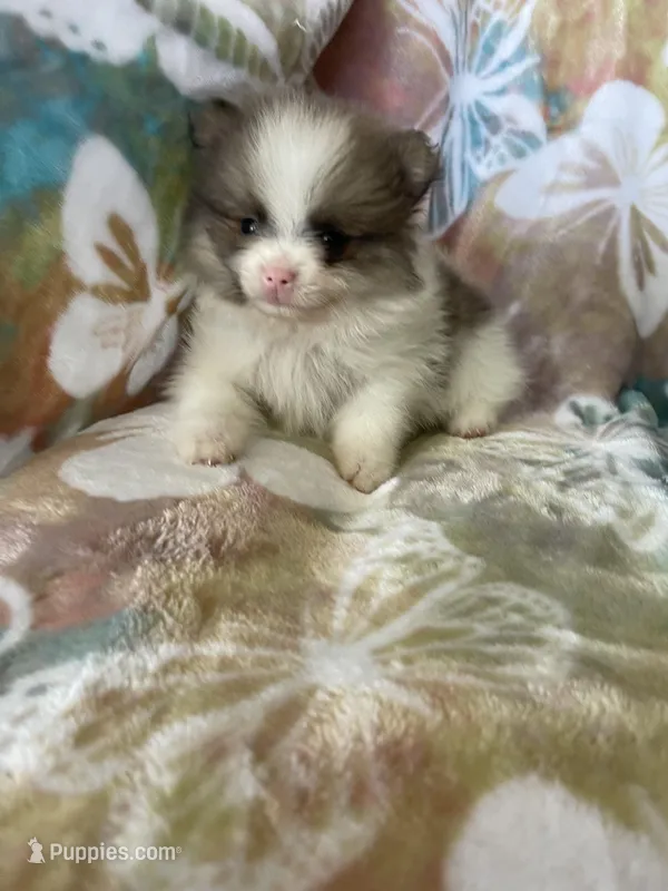 Teacup Pip – Pomeranian puppy for sale in Fort Myers, FL