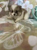 Winston, a male Pomeranian for sale in Fort Myers, FL – Photo 3 of 8