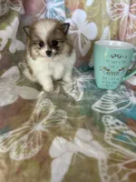 Winston, a male Pomeranian for sale in Fort Myers, FL – Photo 6 of 8