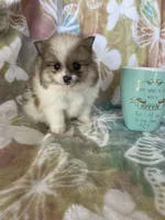 Winston, a male Pomeranian for sale in Fort Myers, FL – Photo 1 of 8