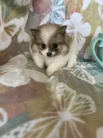 Winston, a male Pomeranian for sale in Fort Myers, FL – Photo 8 of 8