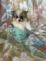 Winston, a male Pomeranian for sale in Fort Myers, FL – Photo 2 of 8