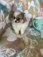 Winston, a male Pomeranian for sale in Fort Myers, FL – Photo 4 of 8