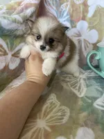 Winston, a male Pomeranian for sale in Fort Myers, FL – Photo 7 of 8