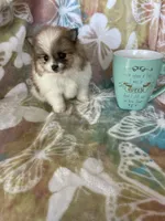Winston, a male Pomeranian for sale in Fort Myers, FL – Photo 5 of 8