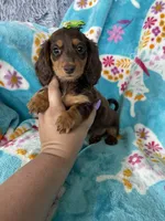 Brownie , a female Miniature Dachshund for sale in Fort Myers, FL – 7 of 7