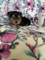 Benny, a male Yorkshire Terrier for sale in Fort Myers, FL – 5 of 8