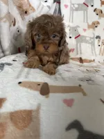 Red Merle Ollie, a male Cavapoo for sale in Fort Myers, FL – 2 of 6