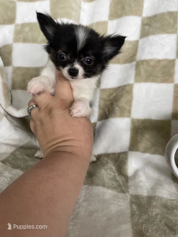 Bandit – Chihuahua puppy for sale in Fort Myers, FL