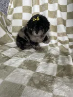 Mocha , a female Poodle - Toy  for sale in Fort Myers, FL – 6 of 7